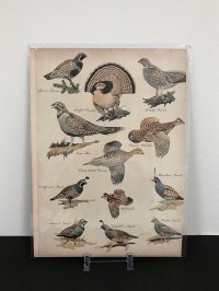 ビンテージ LIFE誌 1940年 ビンテージ広告 切り取り アドバタイジング ポスター